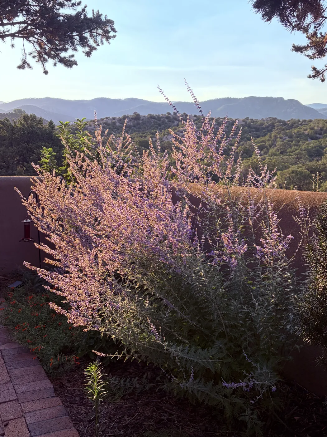 Blooming Russian sage on the patio at golden hour with Sangre de Cristo mountain views
